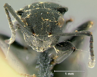 Polyrhachis cryptoceroides, worker, head