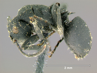 Polyrhachis cryptoceroides, worker, side