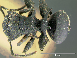 Polyrhachis cryptoceroides, worker, top