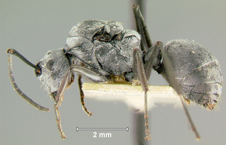 Polyrhachis diana, queen, side