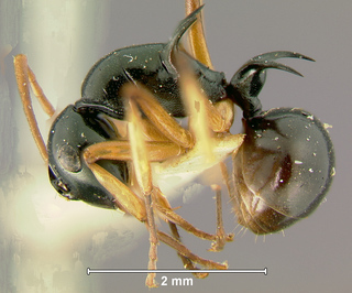 Polyrhachis follicula, worker, side