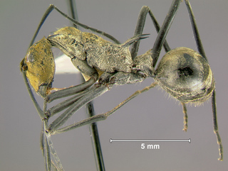 Polyrhachis magnifica, worker, side