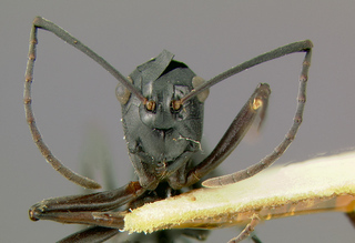 Polyrhachis orpheus, worker, head