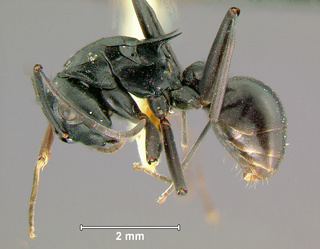 Polyrhachis orpheus, worker, side