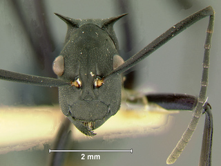 Polyrhachis tubifex, worker, head