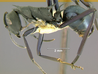 Polyrhachis tubifex, worker, side