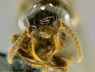 Aenictus gracilis, male, head