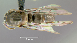 Aenictus gracilis, male, top
