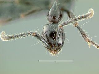 Aenictus gracilis, worker, head