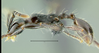Aenictus gracilis, worker, side