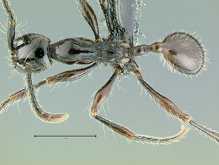 Aenictus gracilis, worker, top