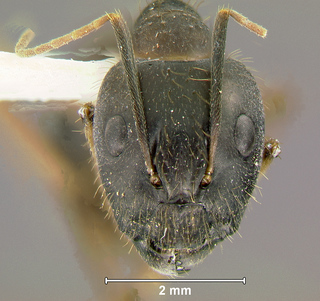 Camponotus barbatus, major, head