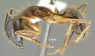 Camponotus barbatus, major, side