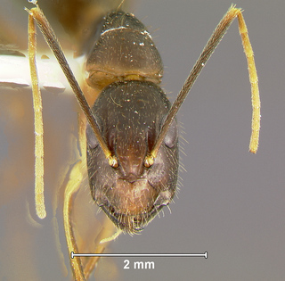 Camponotus barbatus, minor, head