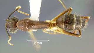 Camponotus barbatus, minor, top