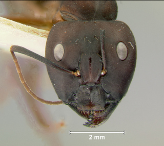 Camponotus compressus, major, head