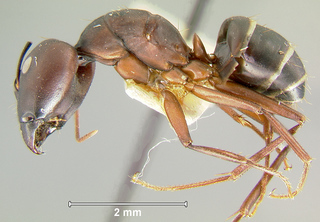 Camponotus compressus, major, side