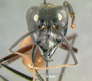 Camponotus gigas, major worker, head