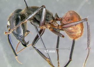 Camponotus gigas, major worker, side
