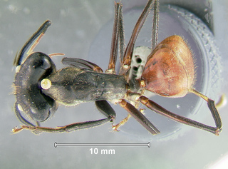 Camponotus gigas, major worker, top