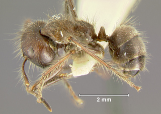 Camponotus horrens, worker, side