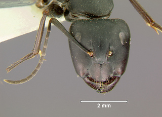 Camponotus japonicus, major, head