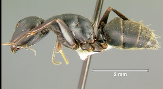 Camponotus japonicus, major, side