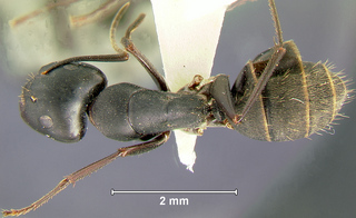 Camponotus japonicus, major, top