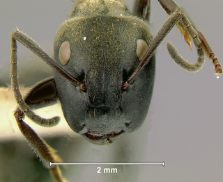 Camponotus leonardi, major, head