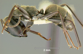 Camponotus leonardi, major, side