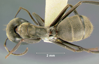 Camponotus leonardi, major, top