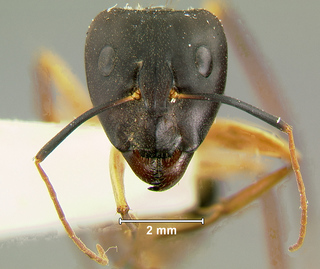 Camponotus maculatus, major, head
