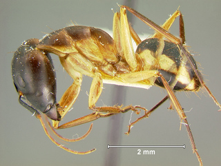 Camponotus maculatus, major, side