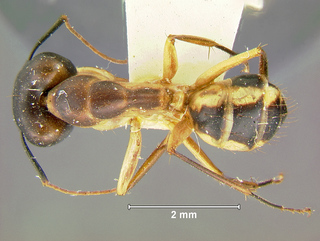 Camponotus maculatus, major, top