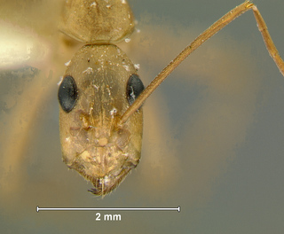 Camponotus maculatus, minor, head