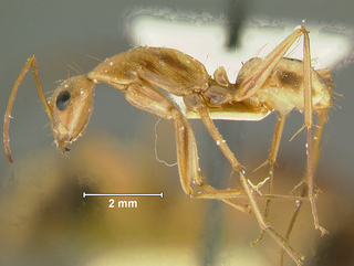 Camponotus maculatus, minor, side