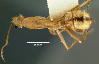 Camponotus maculatus, minor, top