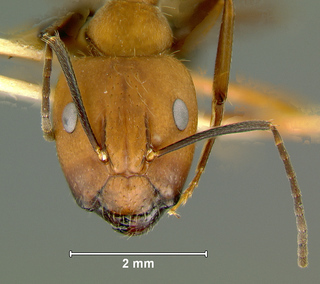 Camponotus nicobarensis, major, head
