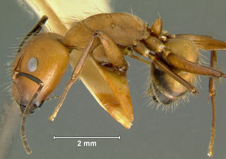 Camponotus nicobarensis, major, side