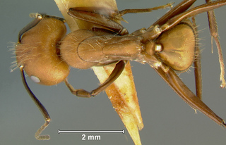 Camponotus nicobarensis, major, top