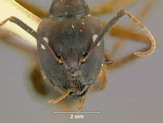 Camponotus nigricans, major, head