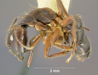 Camponotus nigricans, major, side