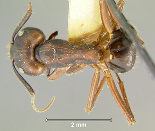 Camponotus nigricans, major, top