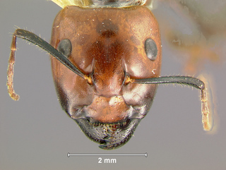 Camponotus quadrisectus, major, head