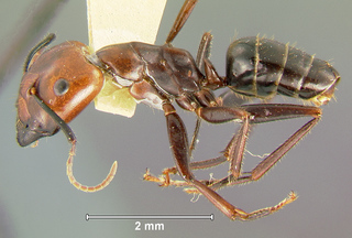 Camponotus quadrisectus, major, side