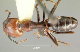 Camponotus quadrisectus, major, top