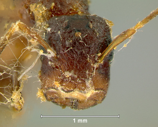 Camponotus rothneyi makilingi, queen, head