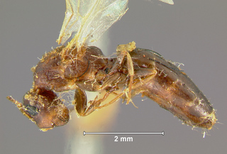 Camponotus rothneyi makilingi, queen, side