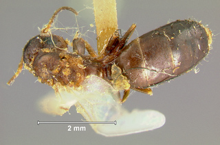 Camponotus rothneyi makilingi, queen, top