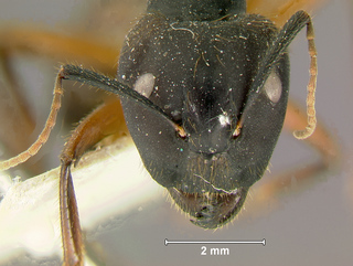 Camponotus rufifemur, major, head